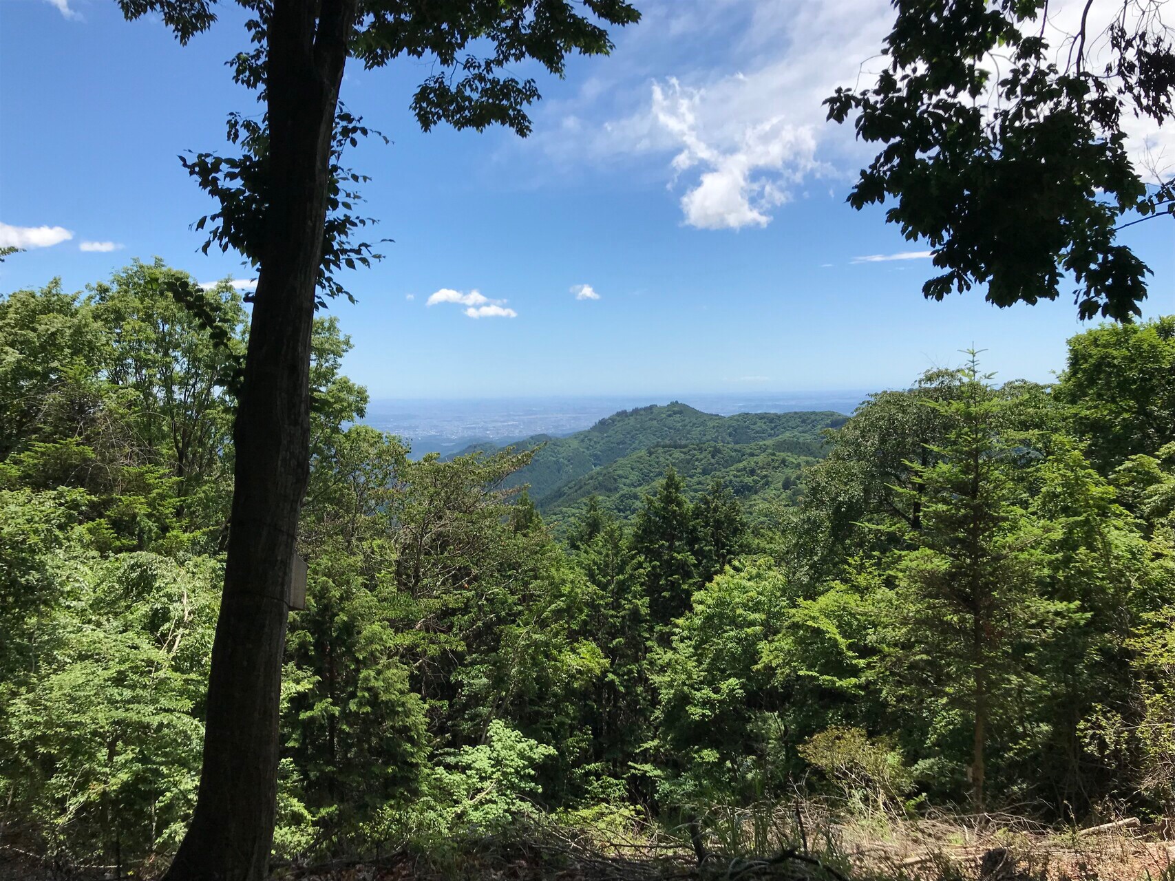 題名　森から見た街･･･命の森です