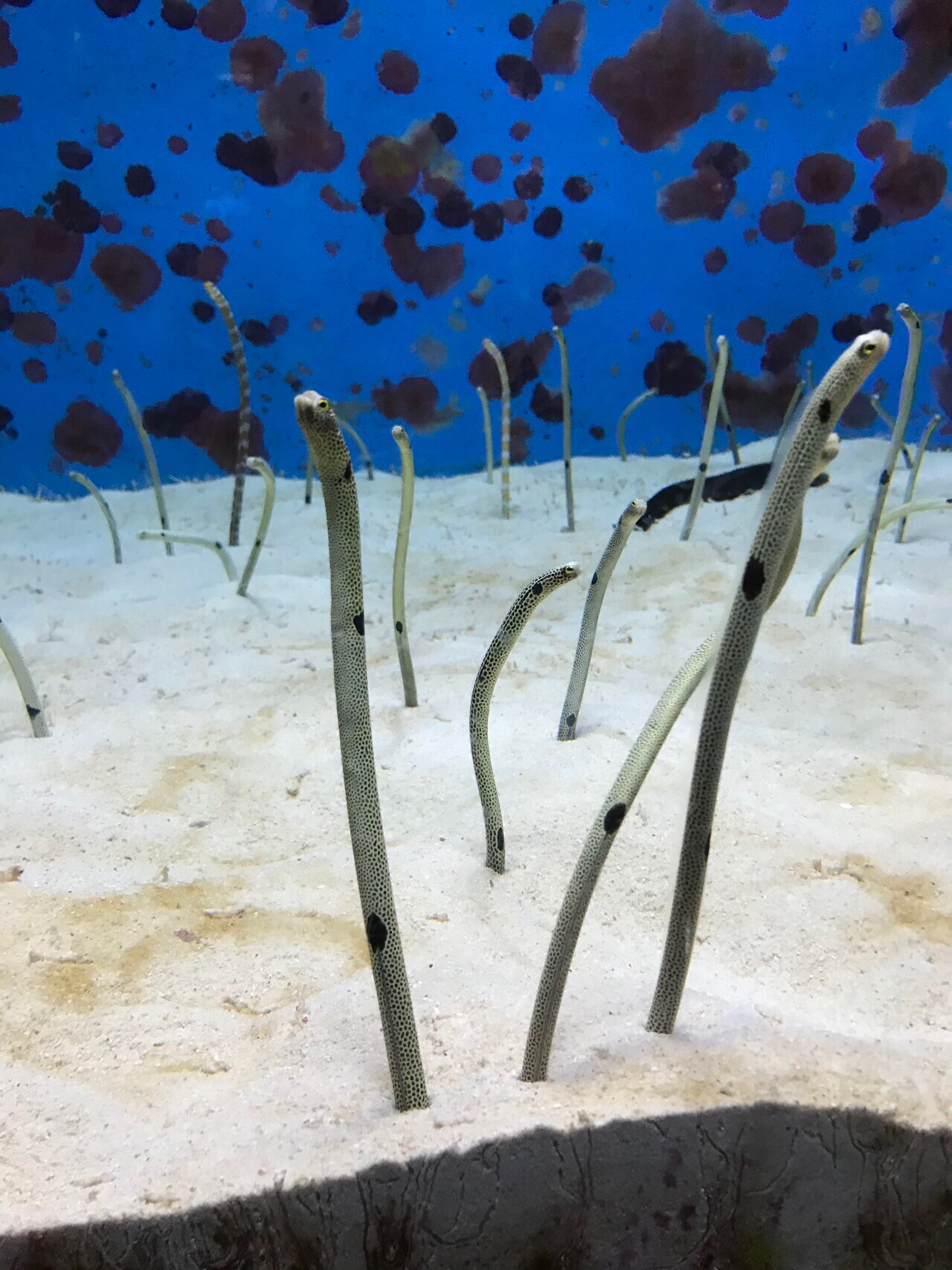 題名　不思議な生き物･･･チンアナゴ