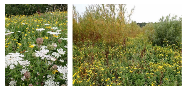 Ecology update: Summary report