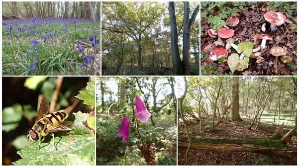 Natural England Confirms Land next to Triangle is 'Ancient Woodland'