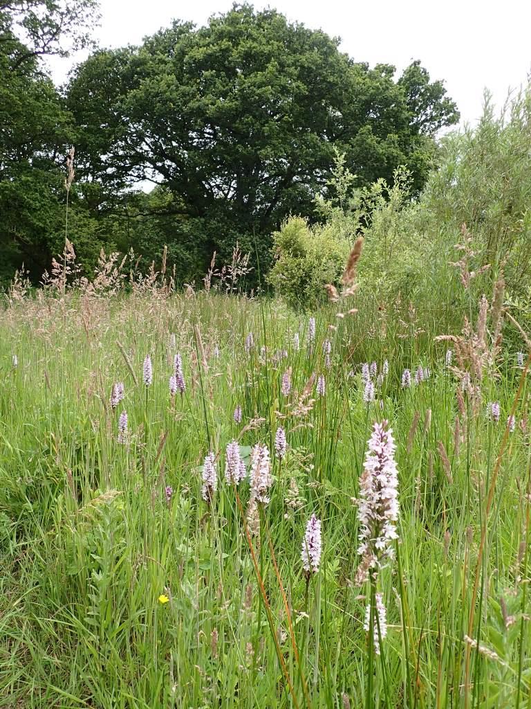 Cherwell requests an extension