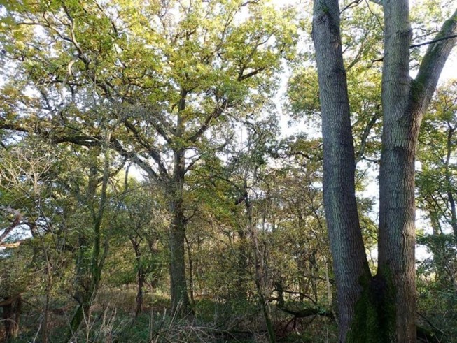 Formal decision date moved again and ancient woodland concerns remain