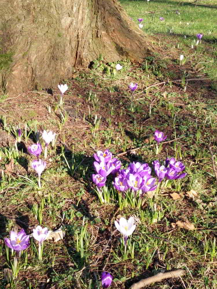 Hout Lente Tips