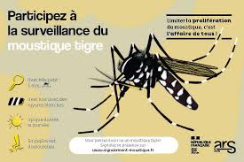 Moustique tigre