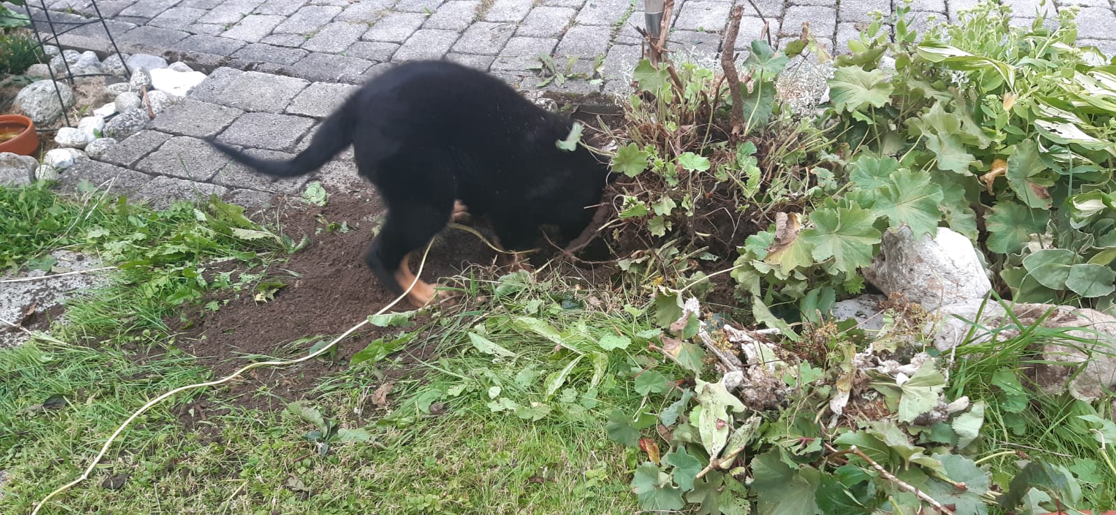 Romy bekommt grosse Hilfe bei der Gartenarbeit durch Amiro 😉