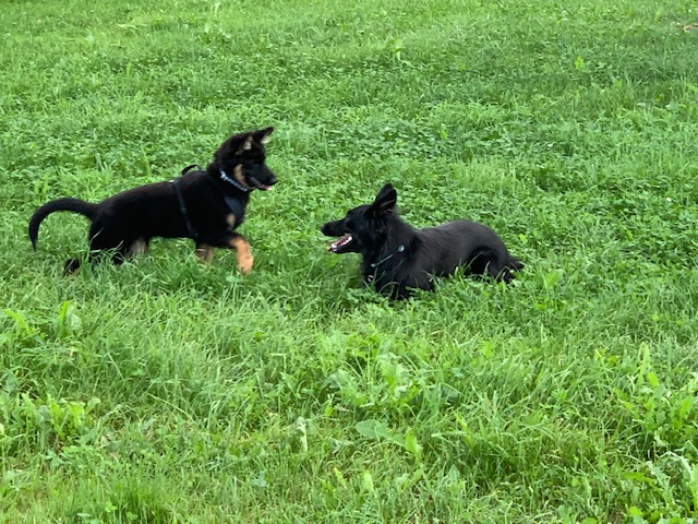 Grosse Freude! Akany und Mama Gitan treffen sich. Nach anfänglichem Gebell entsteht ein wunderschönes und berührendes Spiel! Anschliessend ist Akany „platt“ 😉😂