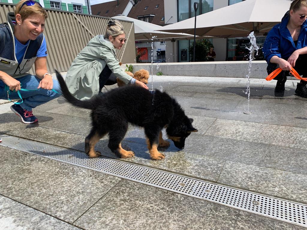 Ari in der Hundeschule