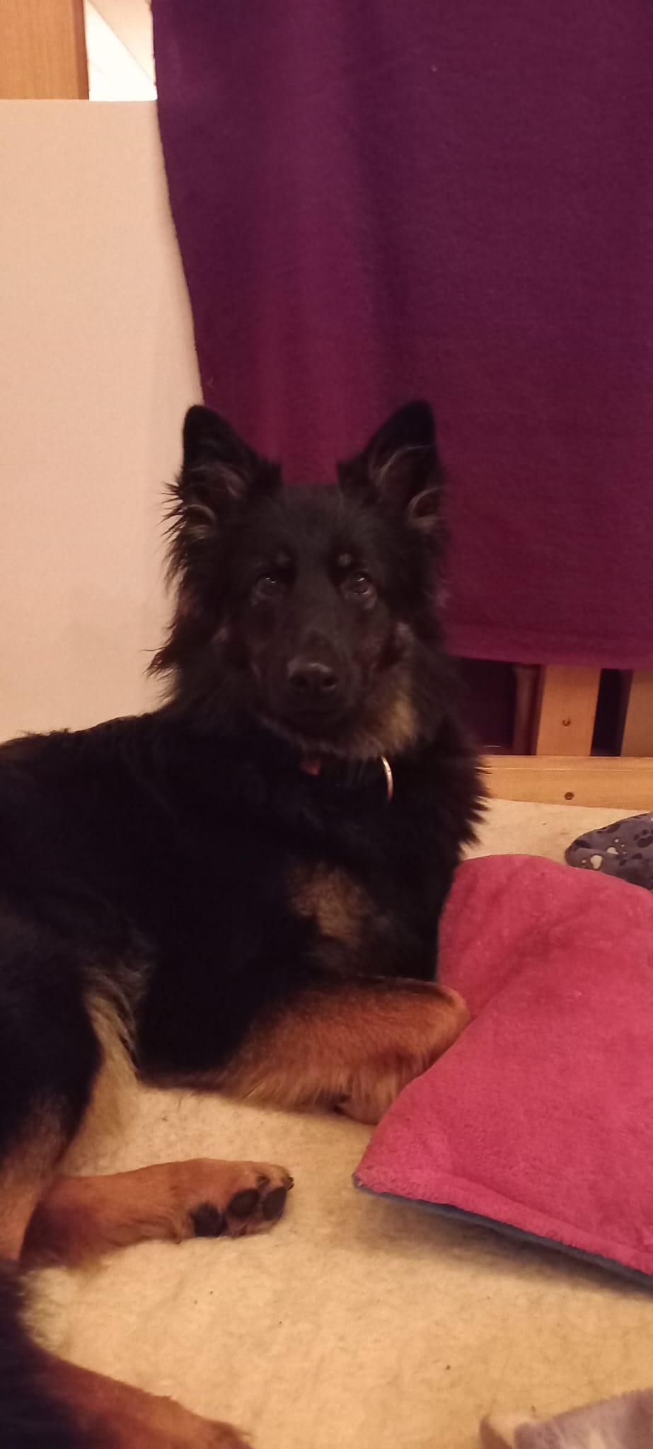 Akany liebt das Kissen welches sie von hier mitbekommen hat nach wie vor