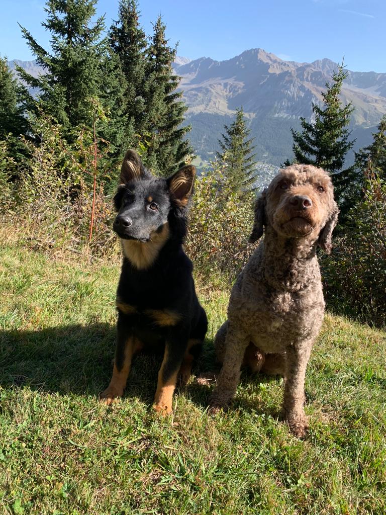 Fotos von Christina und ihrem Ari aus den Ferien in der Lenzerheide! Danke! Toll dass es auch hier mit dem schon vorher anwesenden Rüden so gut klappt😍😍