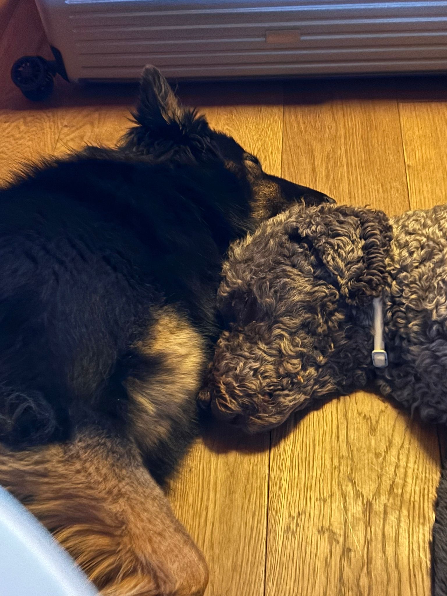 Ari und Gino erholen sich vom Piemont schreibt Christina; Danke für das eindrückliche Bild der beiden Rüden❤️‍🩹