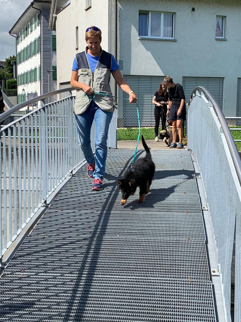 Ari in der Hundeschule