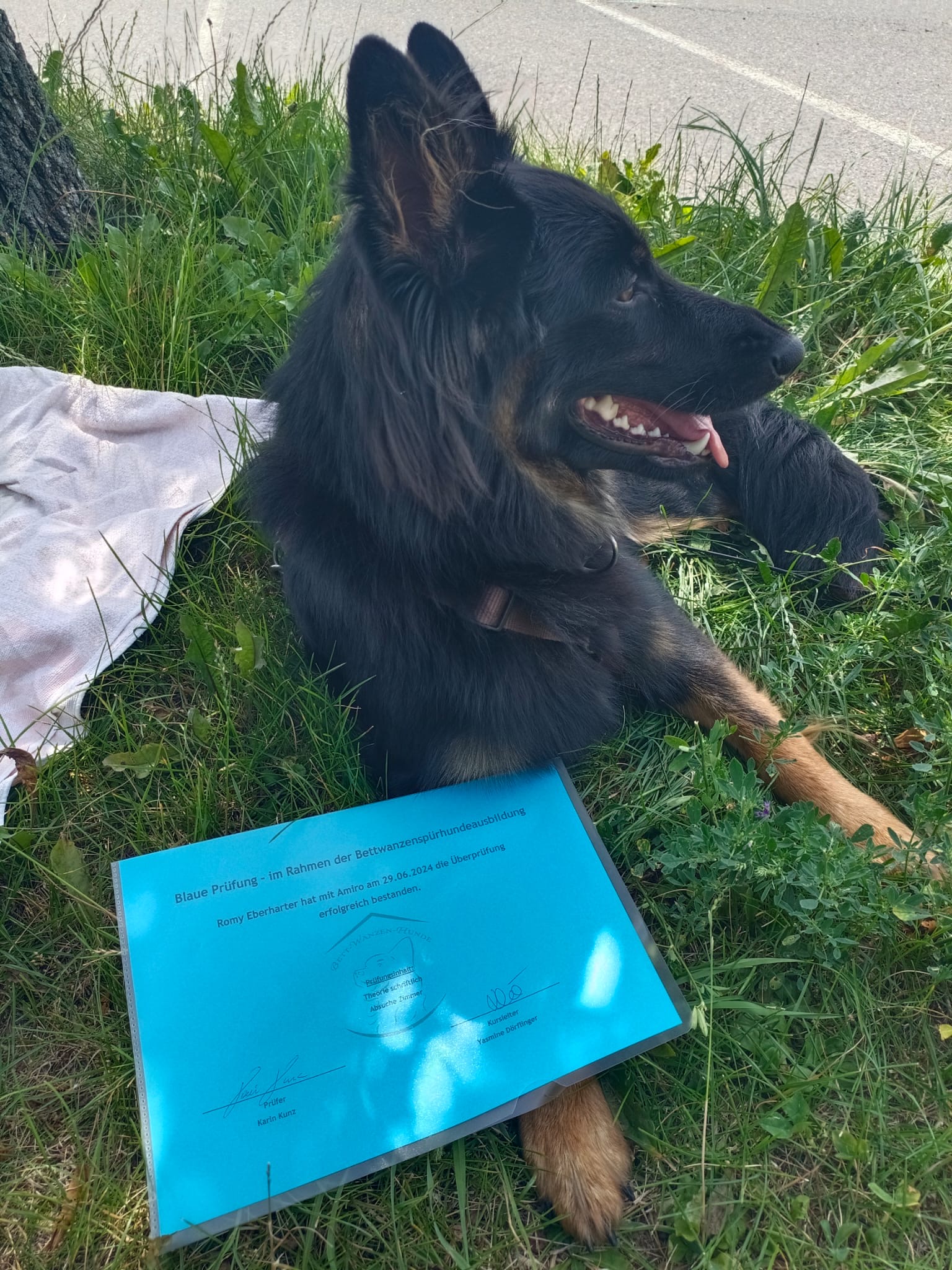 Amiro hat gestern den ersten Teil der Bettwanzenprüfung bestanden! Bravo Amiro und Romy👏👏👏