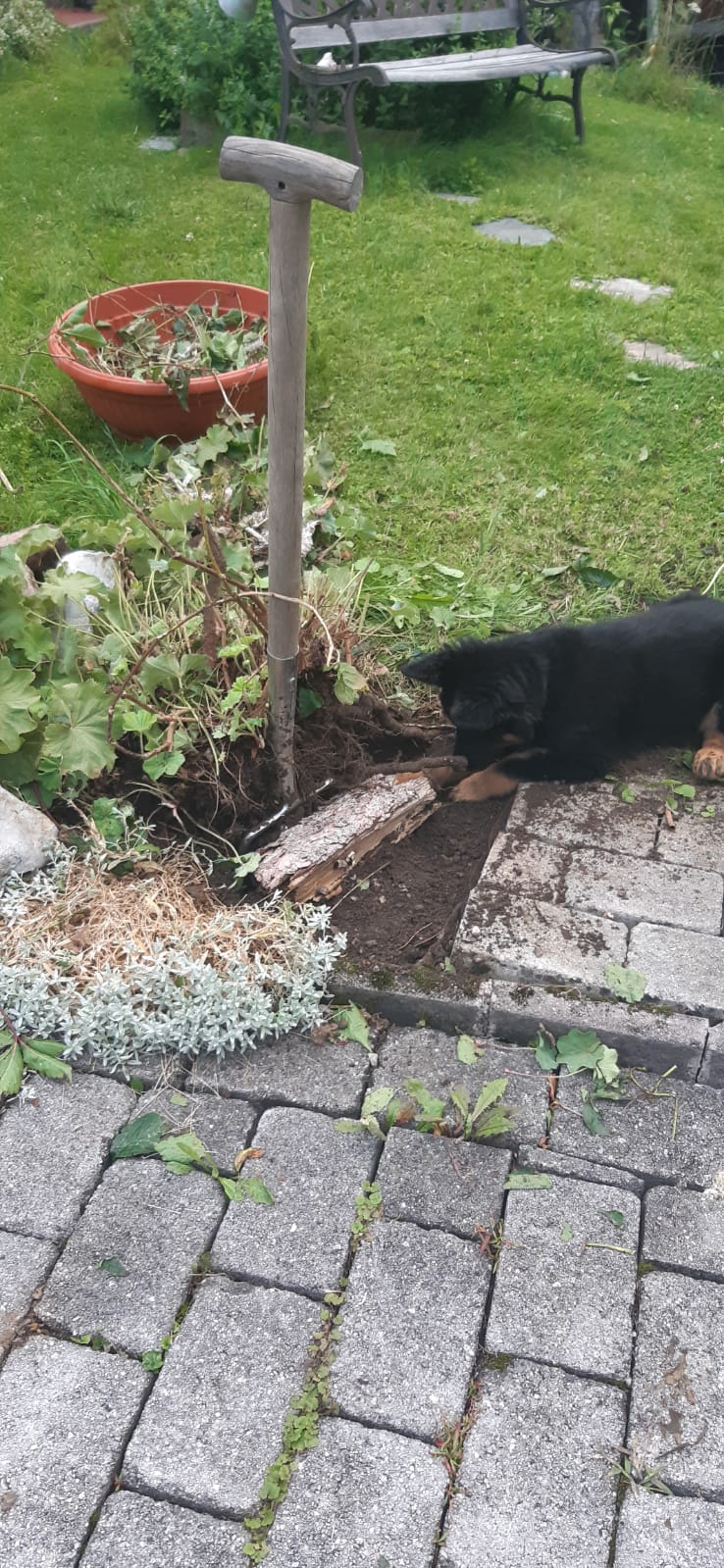 Romy bekommt grosse Hilfe bei der Gartenarbeit durch Amiro 😉