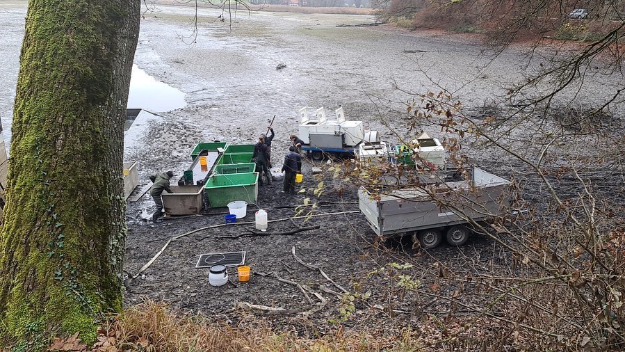 Abfischen des Salemer Killenweihers