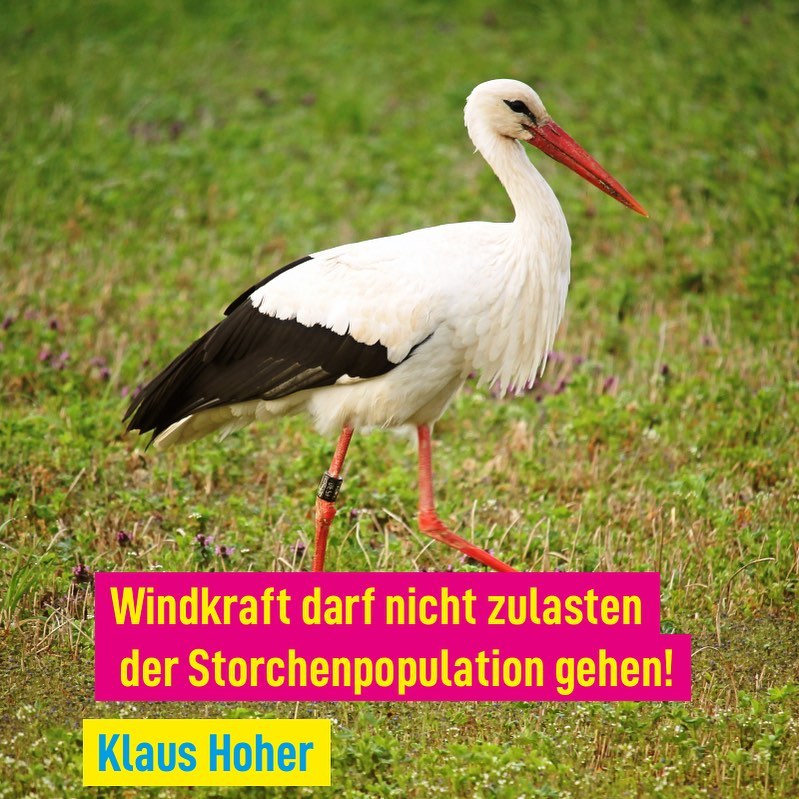 Die Windkraft darf nicht zulasten der Storchenpopulation gehen!