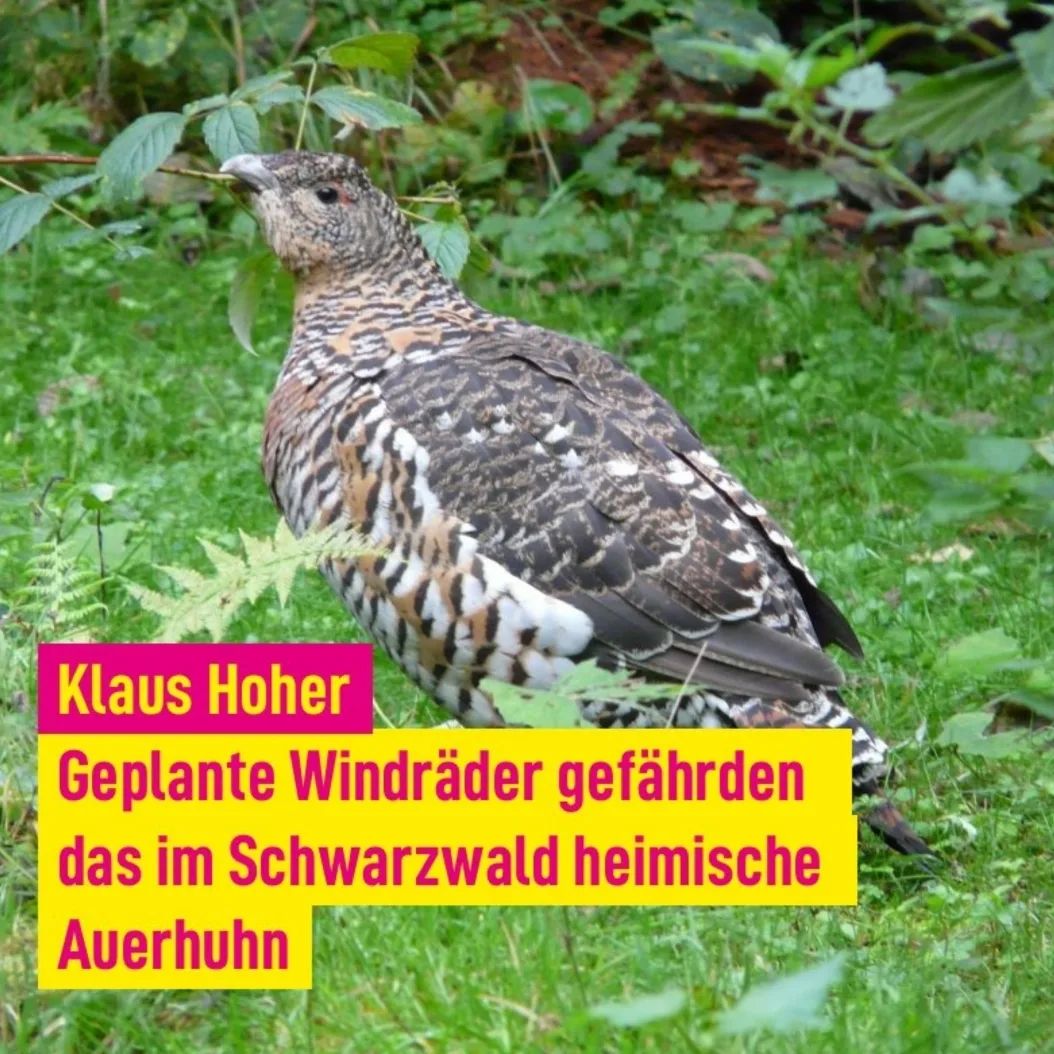 Die Situation des Auerhuhns in Baden-Württemberg ist dramatisch