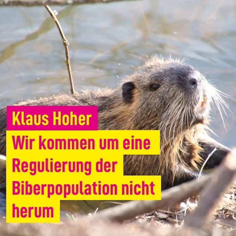 Um eine Regulation der Biberpopulation kommen wir nicht herum