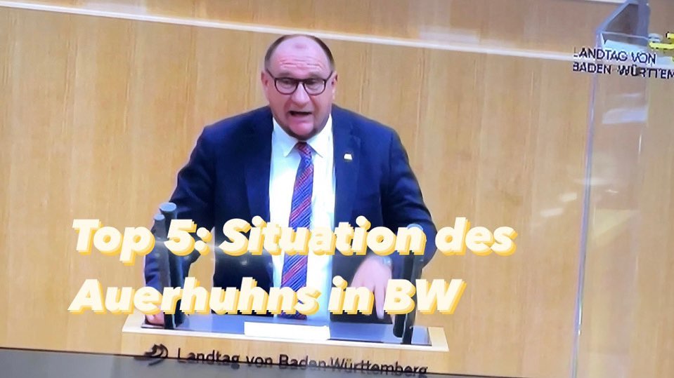 Große Sorgen um das Aussterben des Auerhahns!