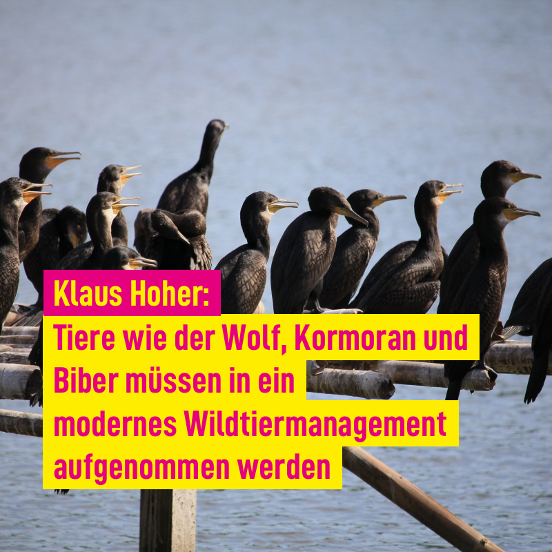Wildtiermanagement in Baden-Württemberg