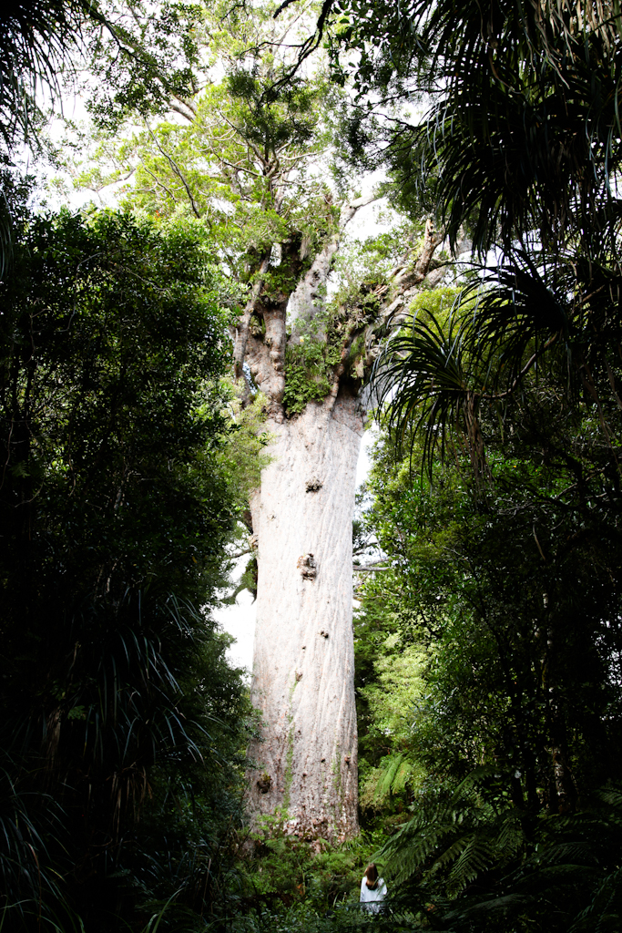 Tane Mahuta bedeutet "Der Herr der Bäume"