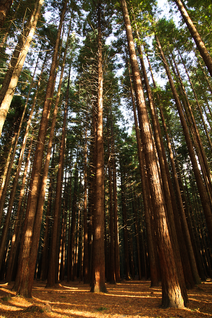 In den Redwoods bei Rotorua.