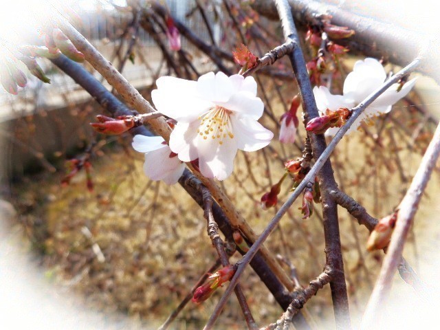 フィルム施工屋のブログ　今日のワンショット(桜 開花)