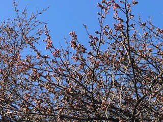能登半島　珠洲市の早咲き桜