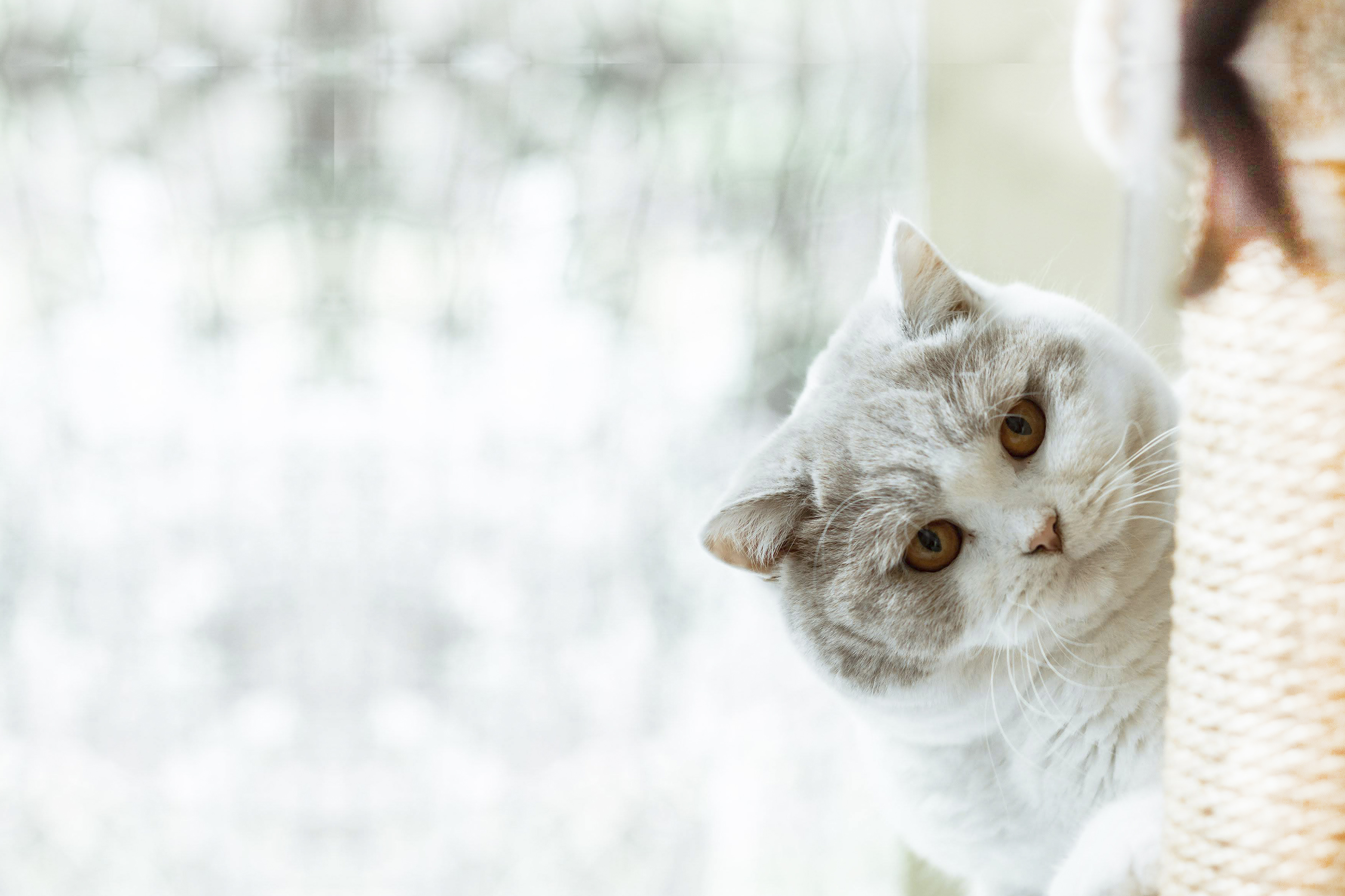 Copyright Mittierensprechen.ch (c) Mittierensprechen.ch