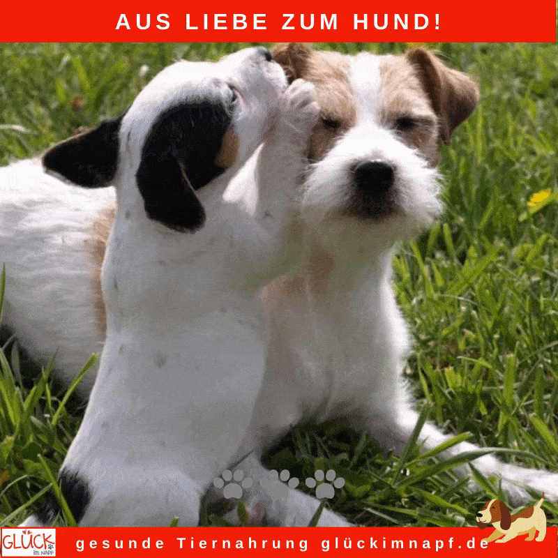 Warum Trockenfutter deinen Hund krank macht – und was du stattdessen tun solltest