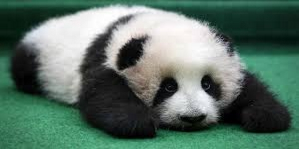 Panda Fauntleroy Blog Warnung