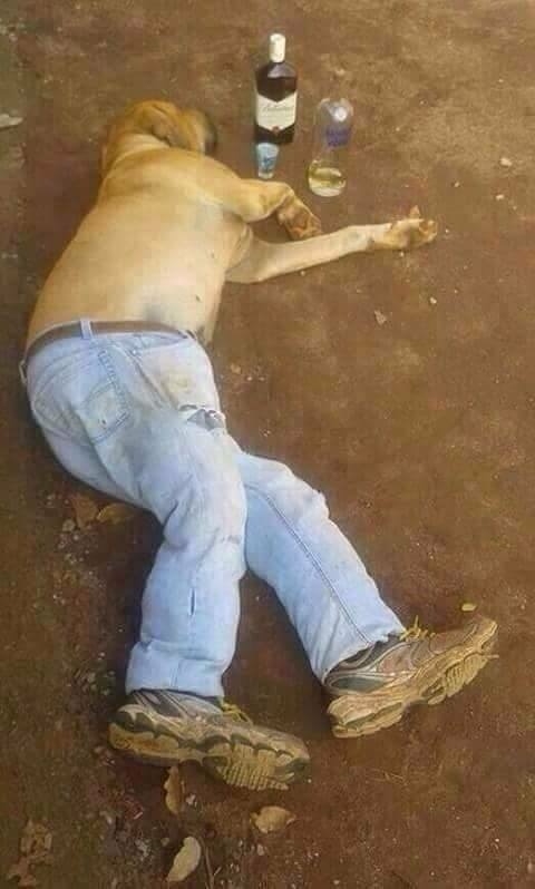 dog pants drunk funny