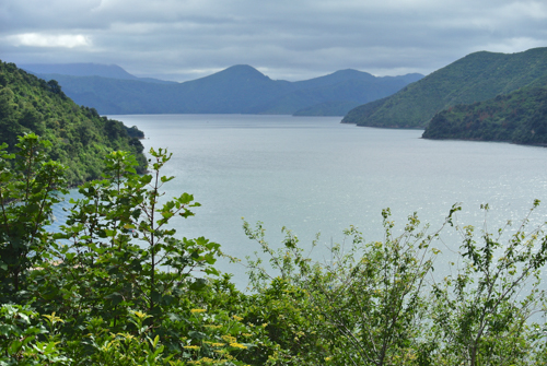 2014 | NZ Südinsel | «Marlborough Sounds»: Absolute «Wahnsinns-Gegend»! Ausgedehntes Netzwerk von Wasserwegen und Halbinseln.