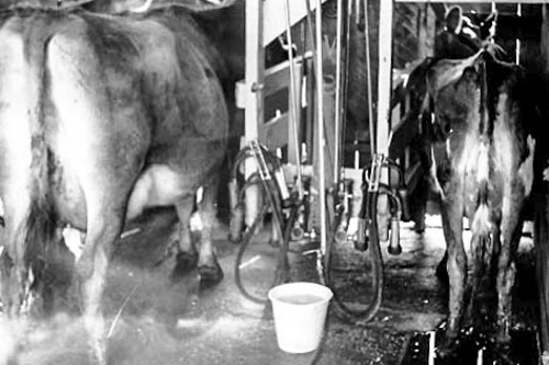 Whakatane | RD 3, Bay of Plenty: «Milking Shed». Melkanlage für 700 Kühe.