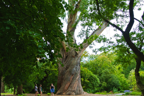2014 | NZ Südinsel | «Christchurch», Canterbury Region: «Christchurch Botanic Gardens», Ur-ur-alte Bäume. Mich faszinierte der «verdrehte» Stamm.
