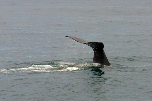 2014 | NZ Südinsel | «Kaikoura», Kaikoura District, «Canterbury»: «Whale Watching».