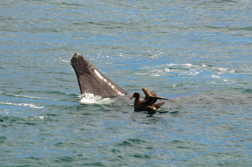 2014 | NZ Südinsel | «Kaikoura», Kaikoura District, «Canterbury»: «Whale Watching». Der Wal taucht ab, der Vogel «bleibt drauf» bis der Wal «verschwindet». (3)