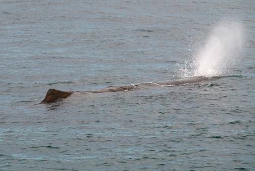 2014 | NZ Südinsel | «Kaikoura», Kaikoura District, «Canterbury»: «Whale Watching».