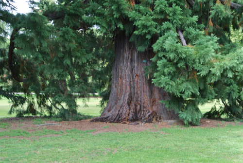 2014 | NZ Südinsel | «Christchurch», Canterbury Region: «Christchurch Botanic Gardens», Ur-ur-alte Bäume. Eine der vielen Atraktionen.
