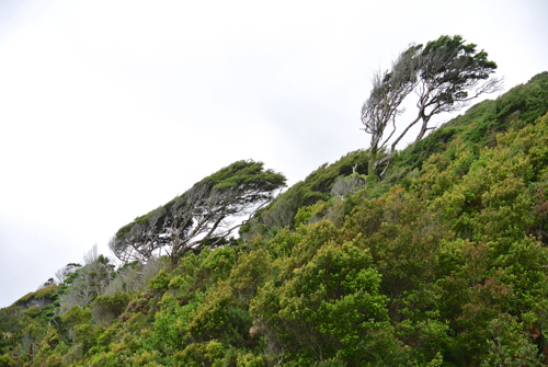 2014 | NZ Südinsel | Punakaiki, West Coast, «Pancake Rocks & Blowholes: Auf dem Weg zu den berühmten Kalkstein-Formationen. Diese Bäume stehen tatsächlich «im Wind».