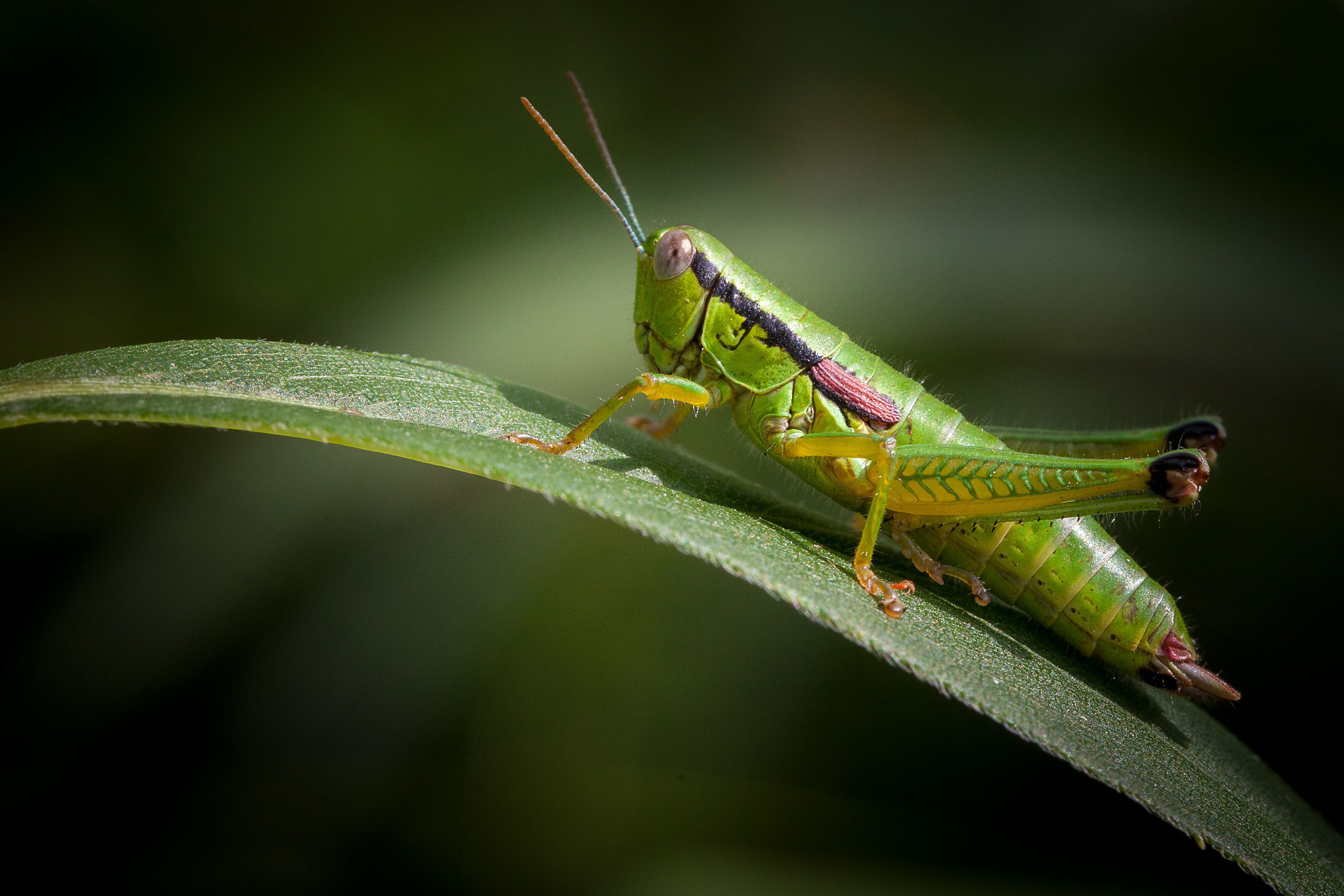 © Common Grasshopper / Slovenia