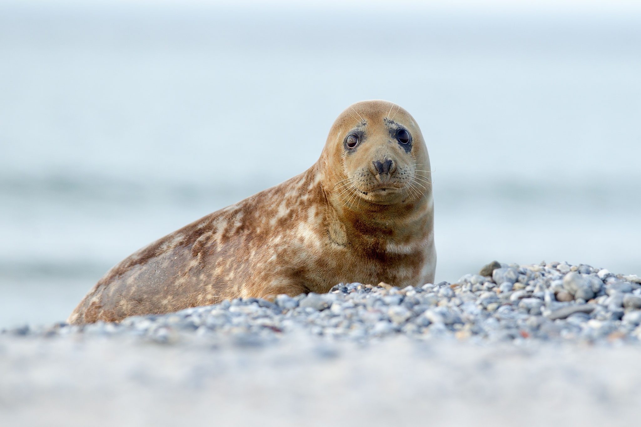 © Harbor Seal / North Sea, Germany