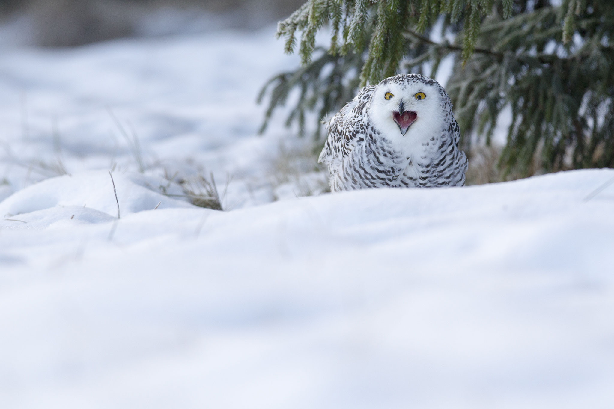 © Snowy Owl / Norway