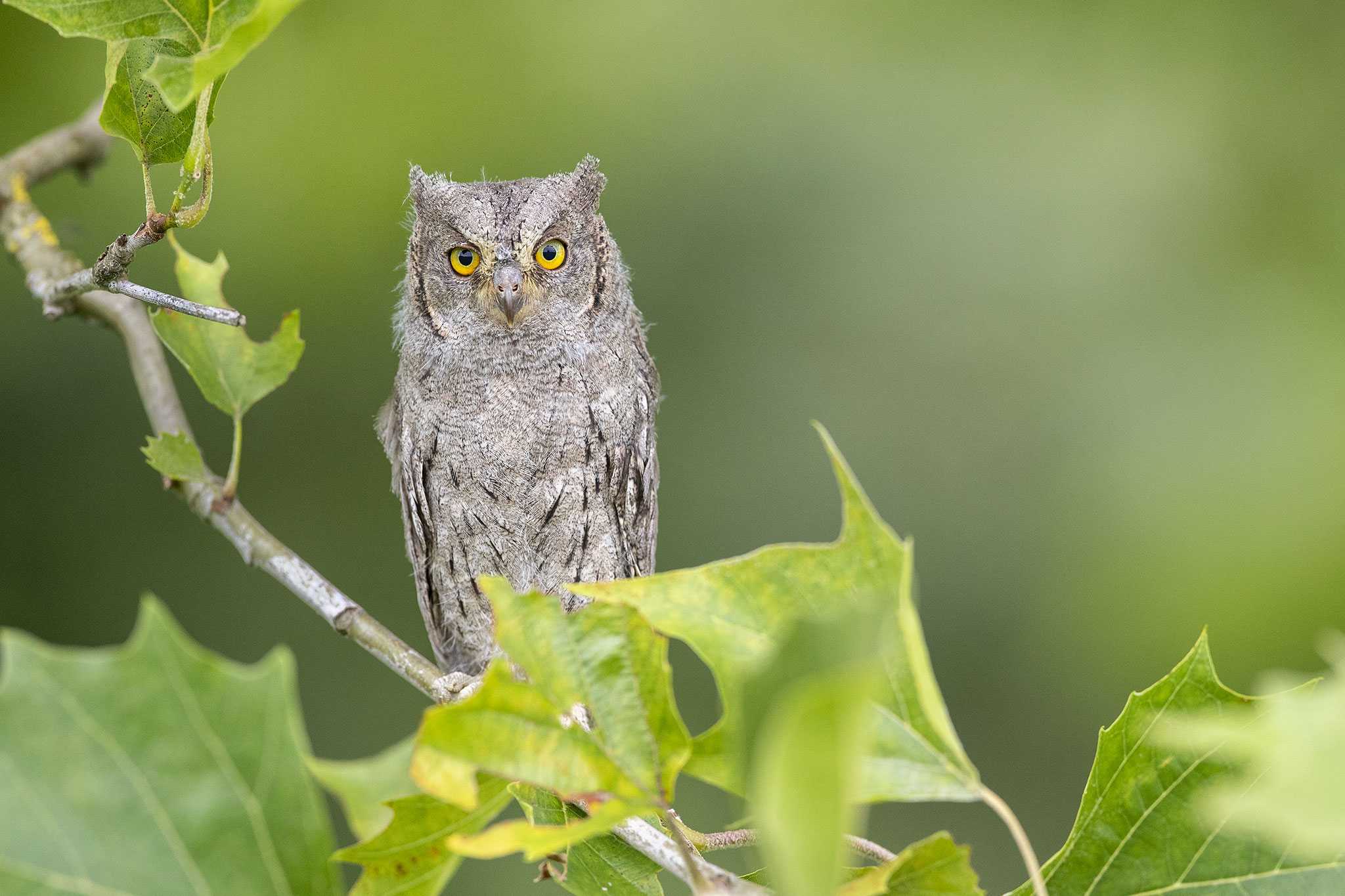 © Eurasian Scops Owl / Slovenia