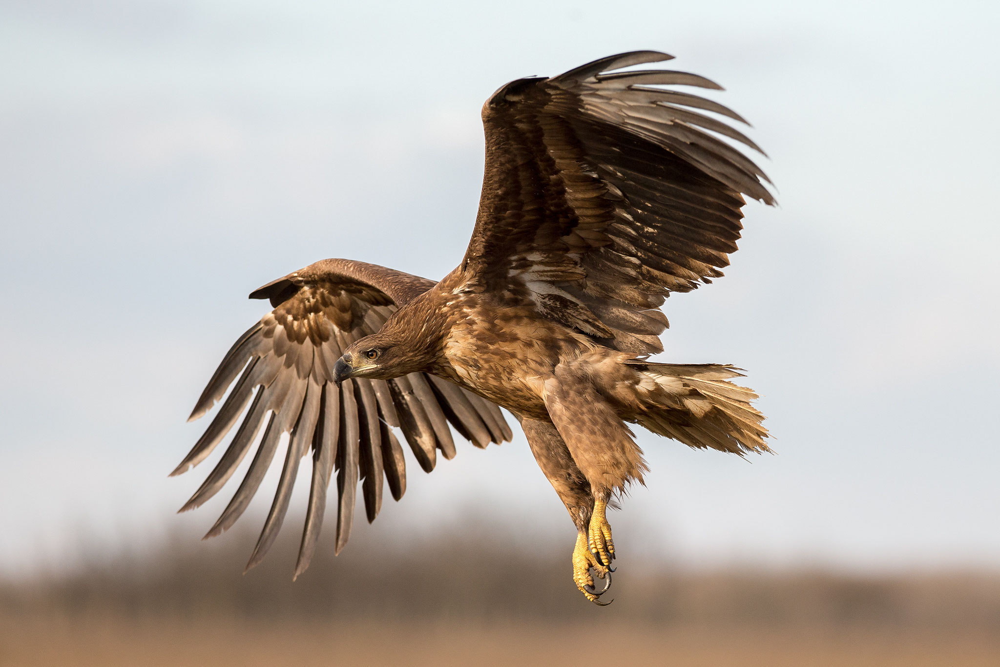 © White-tailed Eagle / Hungary