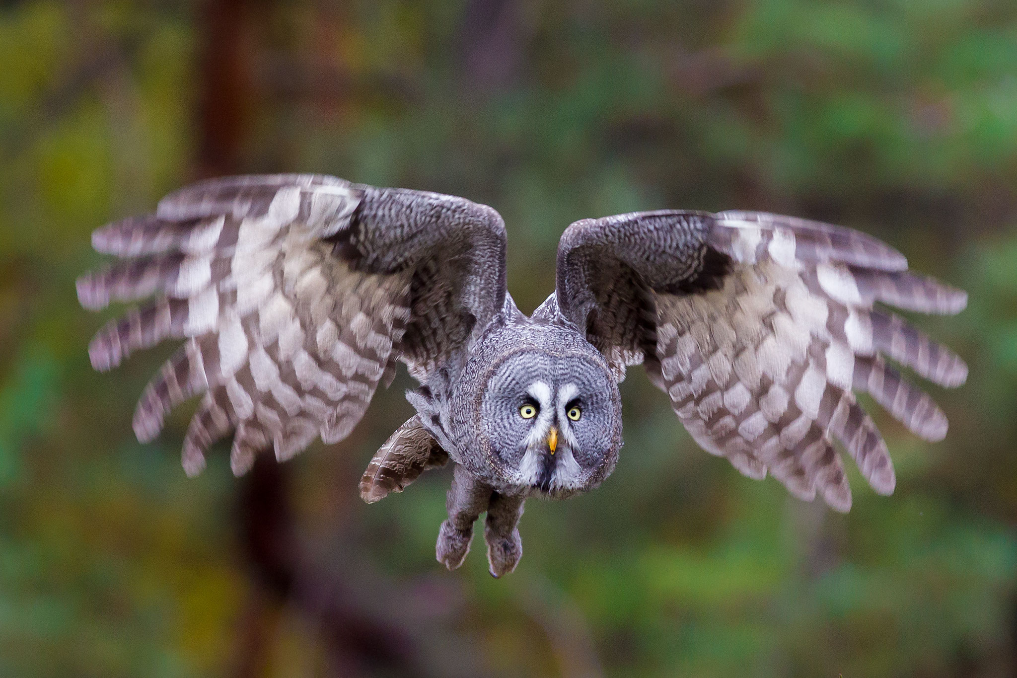 © Great Grey Owl / Sweden
