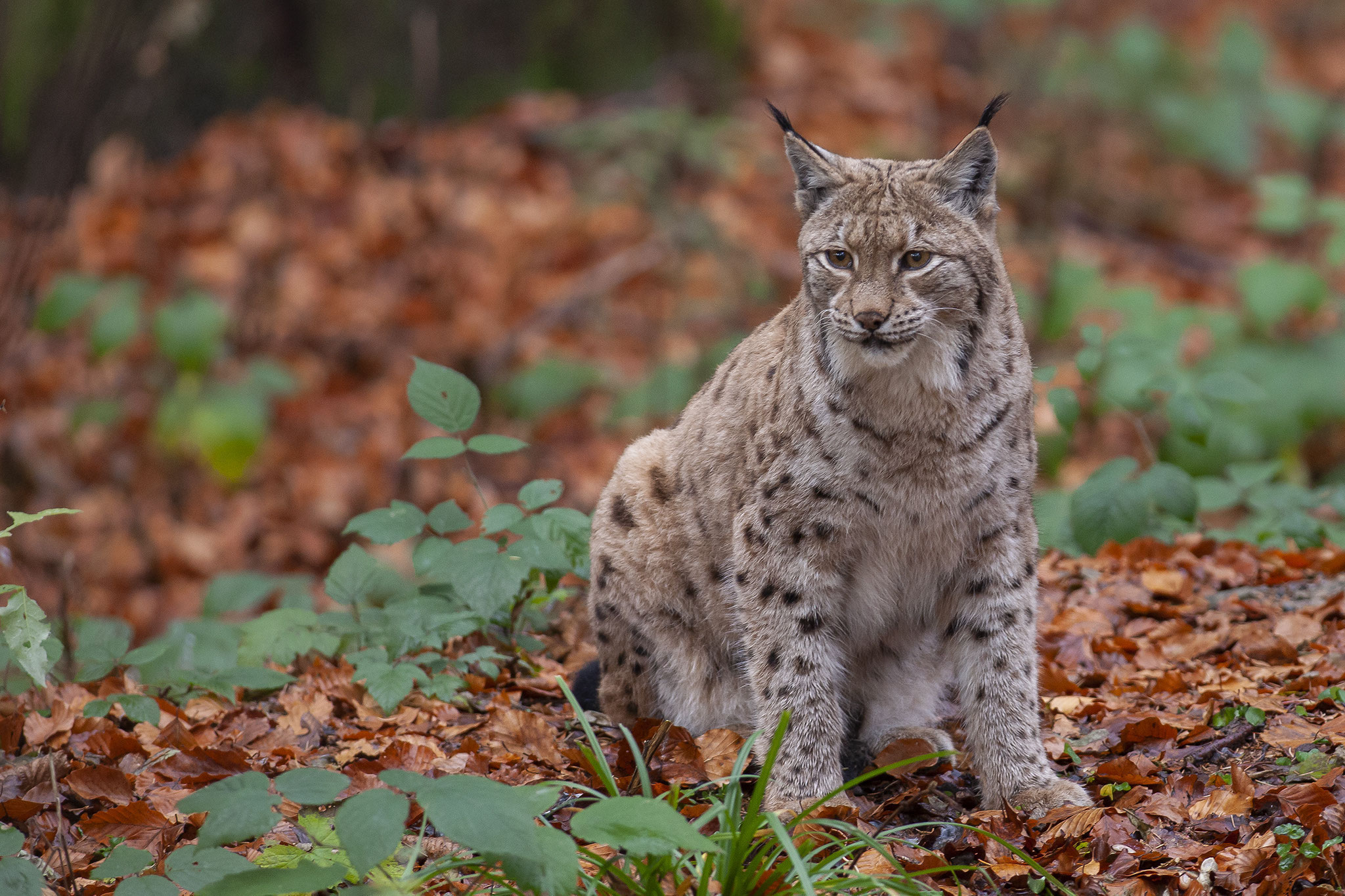 © Eurasian Lynx / Germany