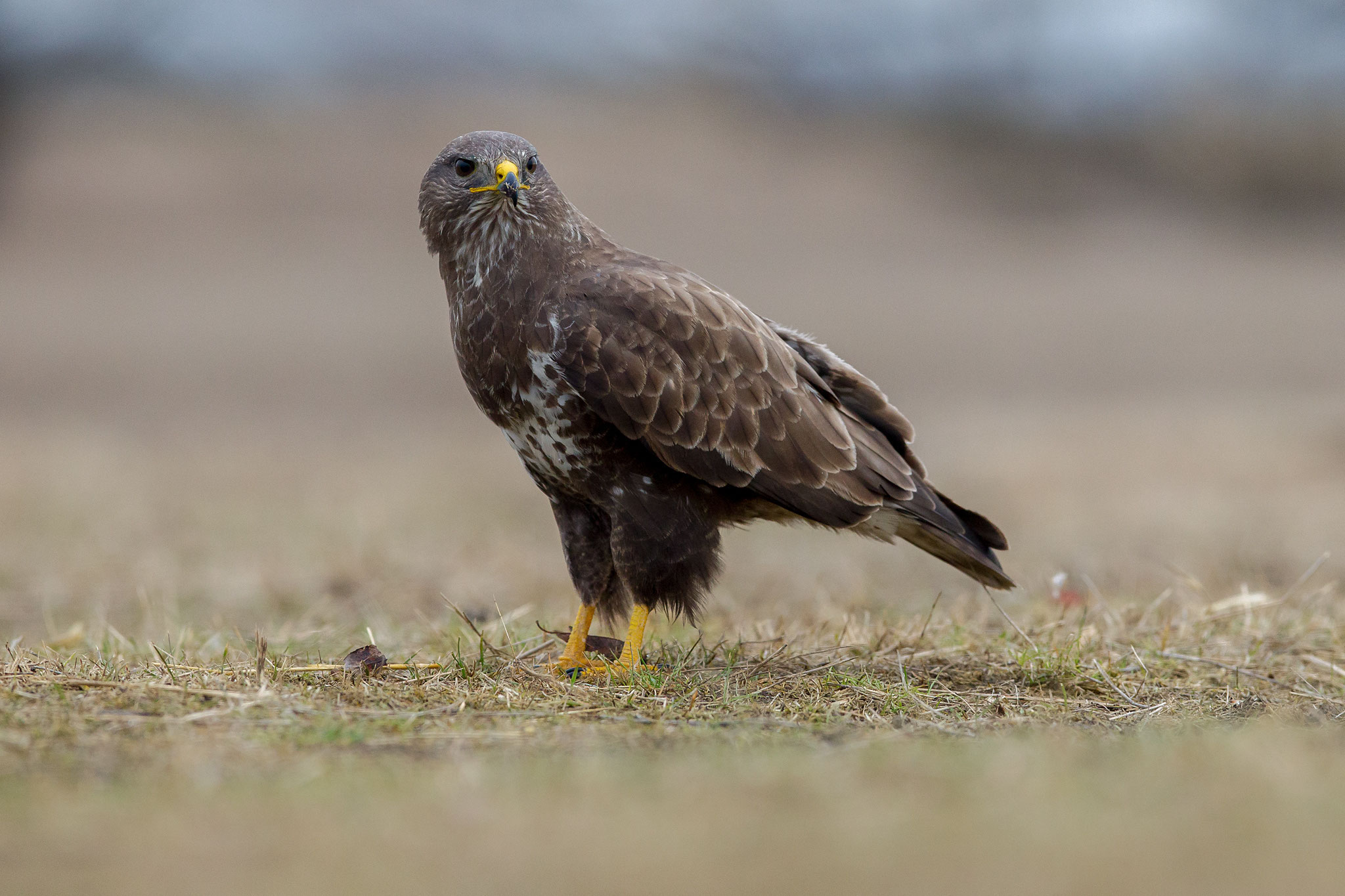 © Common Buzzard / Hungary