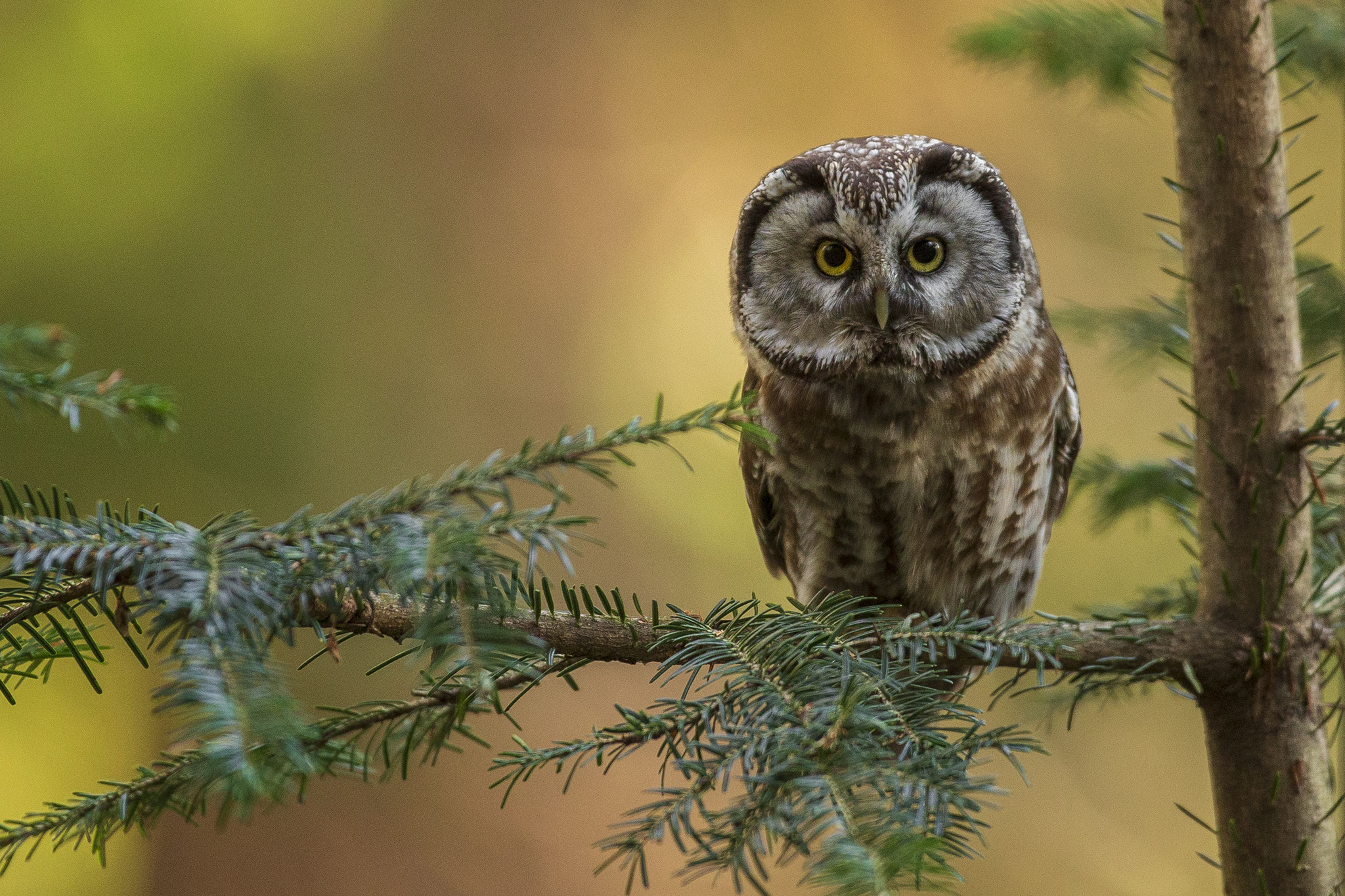 © Tengmalm`s Owl / Slovenia