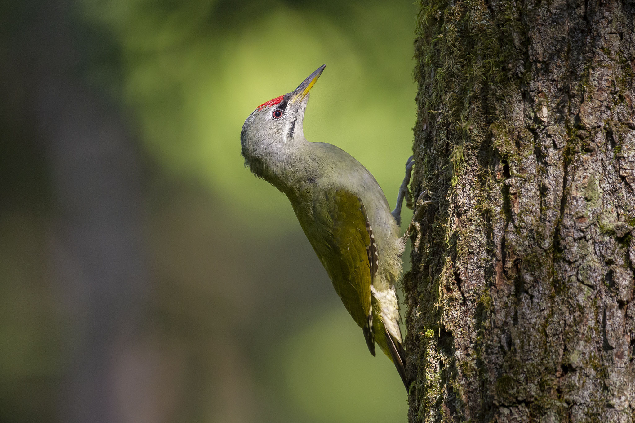 © Grey-headed Woodpecker / Slovenia
