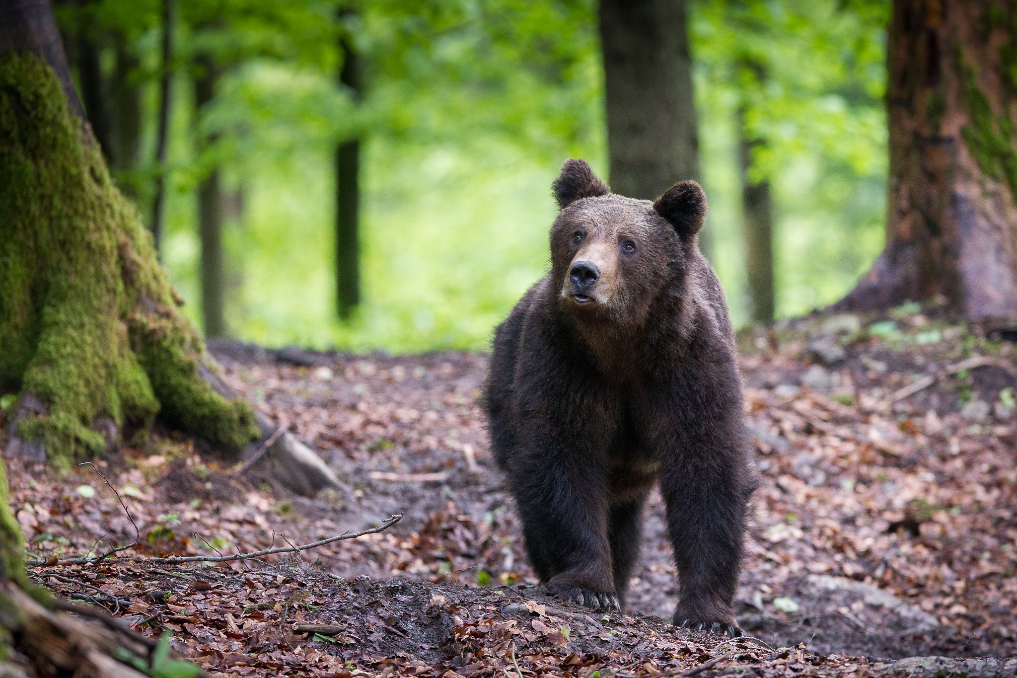 © Brown Bear / Croatia